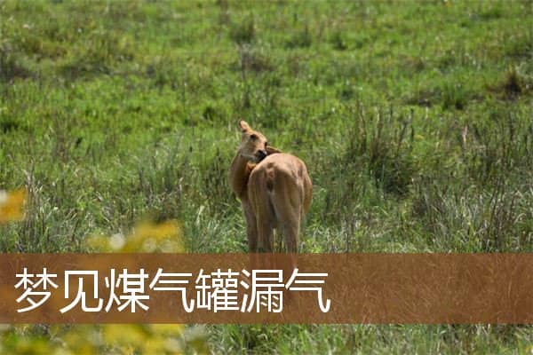 梦见煤气罐漏气是什么意思