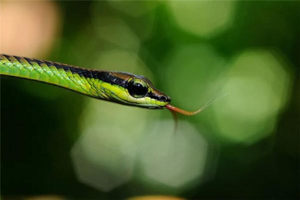 梦见吃蟒蛇肉是什么意思