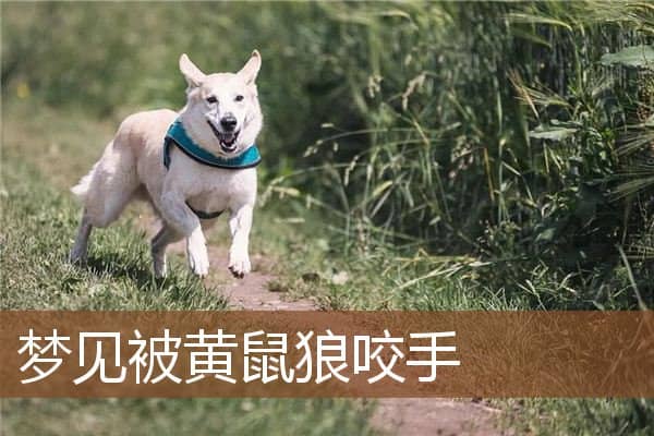 梦见被黄鼠狼咬手是什么意思