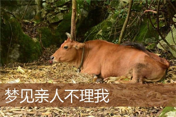 梦见亲人不理我是什么意思