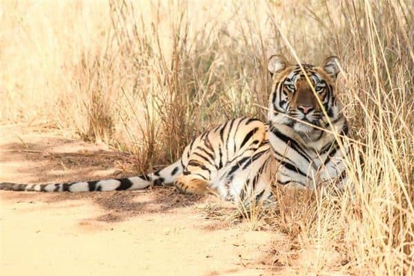 梦见打死老虎是什么意思
