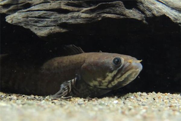 梦见大黑鱼是什么意思