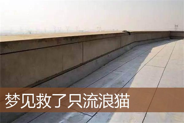 梦见救了只流浪猫是什么意思