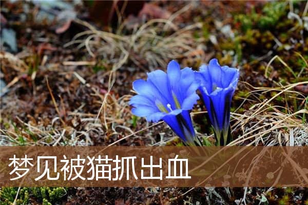 梦见被猫抓出血是什么意思