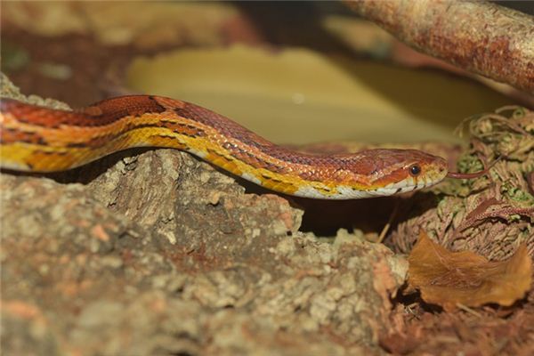 梦见无头蛇是什么意思