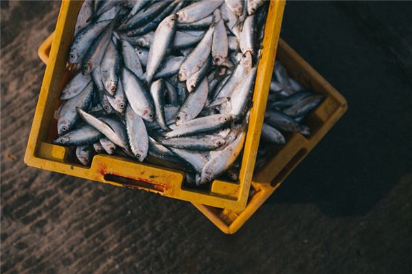 梦见冻鱼复活是什么意思