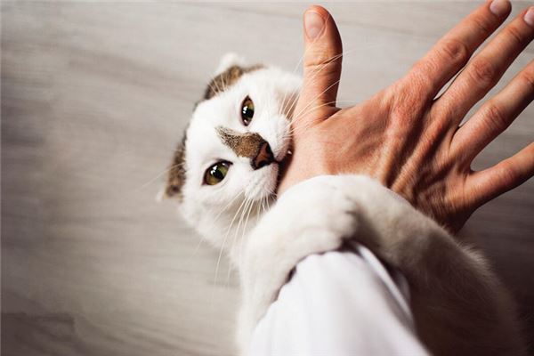 猫咬自己 猫咬自己
