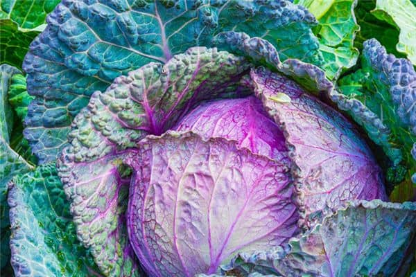 梦见烂白菜是什么意思