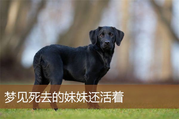 梦见死去的妹妹还活着是什么意思