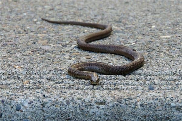 梦见床边有蛇是什么意思