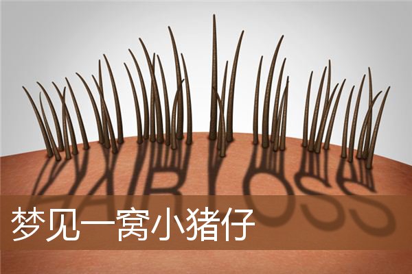 梦见一窝小猪仔是什么意思