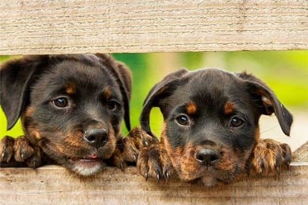 梦见狗咬狗是什么意思