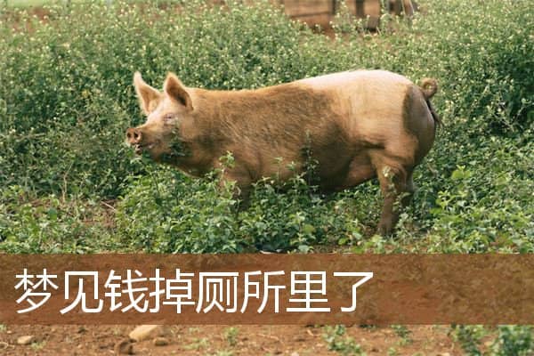 梦见钱掉厕所里了是什么意思