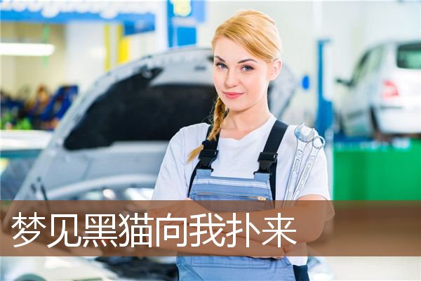 梦见黑猫向我扑来是什么意思