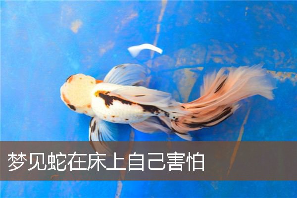 梦见蛇在床上自己害怕是什么意思