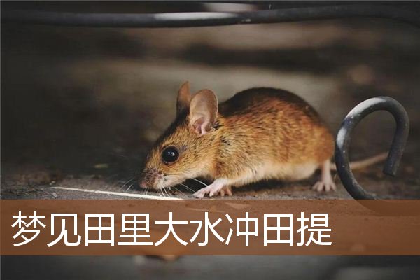 梦见田里大水冲田提是什么意思