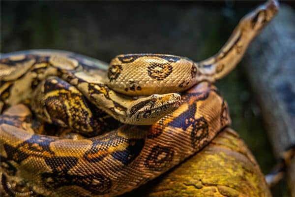 孕妇梦见蟒蛇是什么意思