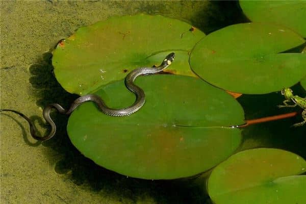 孕妇梦见蛇是什么意思