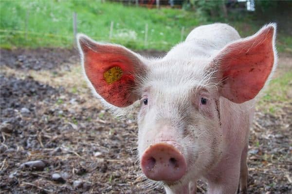 孕妇梦见猪是什么意思