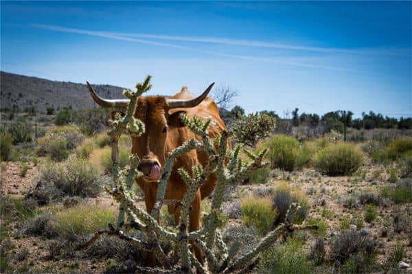 孕妇梦见牛是什么意思