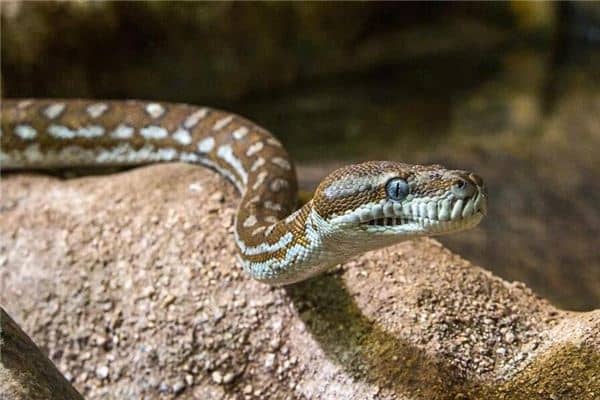 孕妇梦见大蟒蛇是什么意思