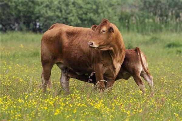 孕妇梦见黄牛是什么意思