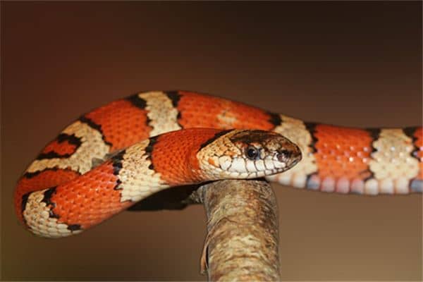 孕妇梦见被蛇追是什么意思