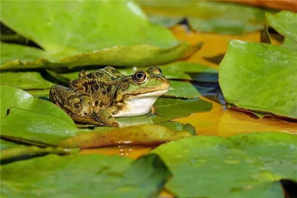 孕妇梦见青蛙是什么意思