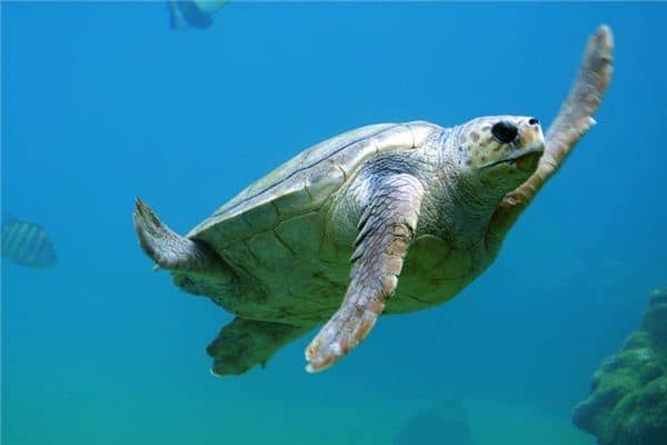 孕妇梦见乌龟是什么意思