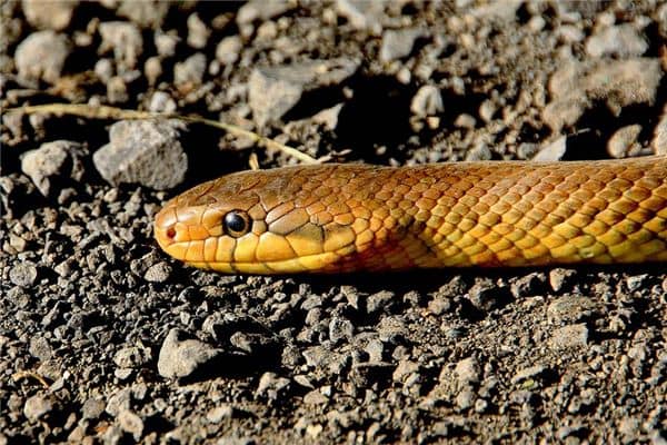 孕妇梦见打死蛇是什么意思