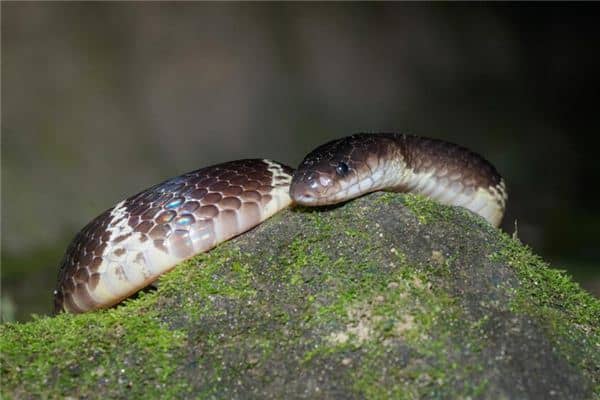 孕妇梦见一条大蛇是什么意思