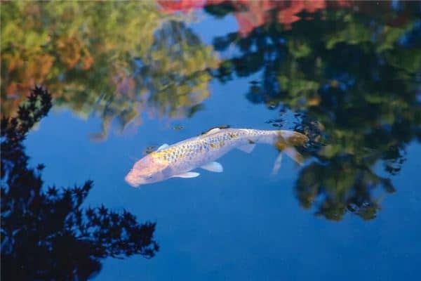 孕妇做梦梦到鱼是什么意思