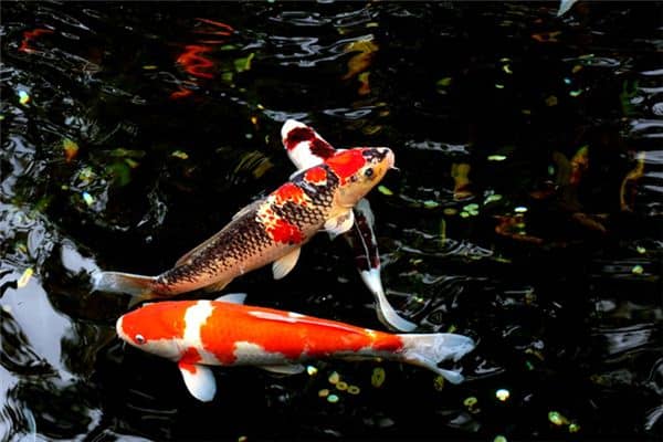 孕妇梦见鲤鱼是什么意思