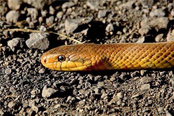 孕妇梦见杀蛇是什么意思