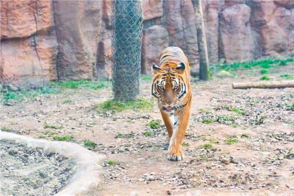 孕妇梦见老虎 孕妇梦见老虎