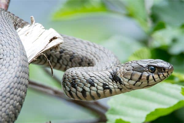 孕妇梦到蛇很害怕是什么意思