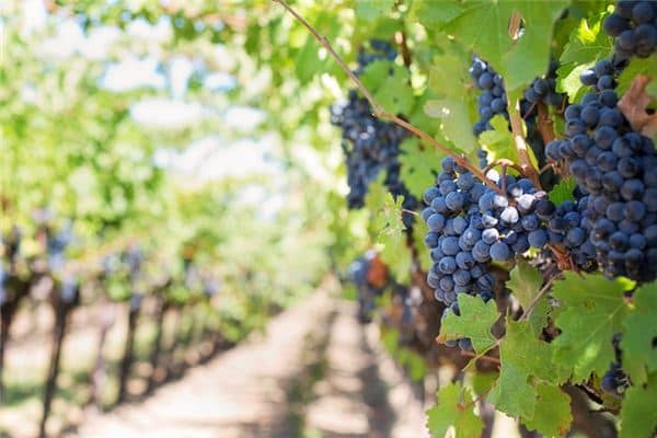 孕妇梦见摘葡萄吃是什么意思