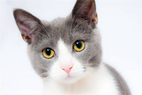 孕妇梦见猫是什么意思