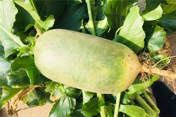 孕妇梦见青萝卜男女是什么意思