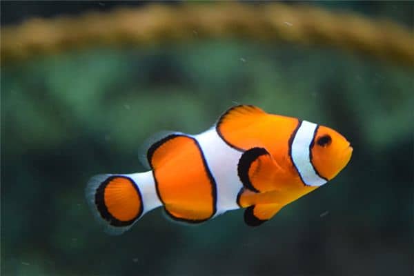 孕妇梦见鱼是什么意思