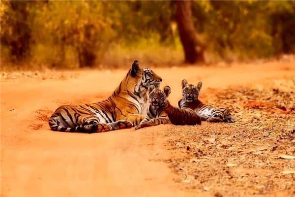 怀孕梦见黄老虎是什么意思