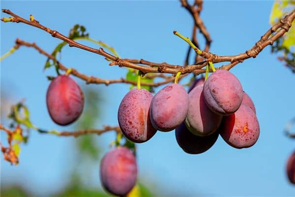 孕妇梦见李子红了是什么意思