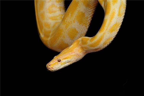 孕妇梦到黄金大蟒蛇是什么意思