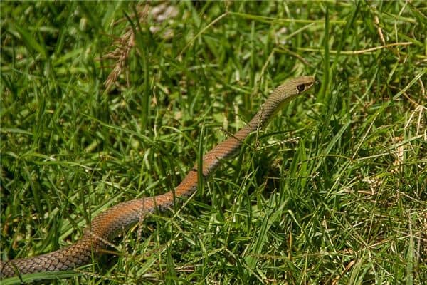 孕妇梦见黄蛇却生女孩是什么意思