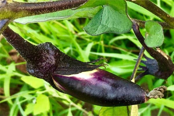 孕妇梦见紫色长茄子是什么意思