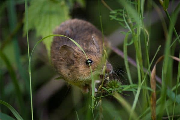 孕妇梦见打死老鼠是什么意思
