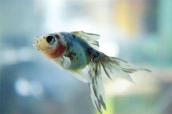 孕妇梦见小鱼是什么意思