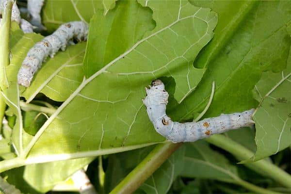 孕妇梦到白色蠕动的虫是什么意思
