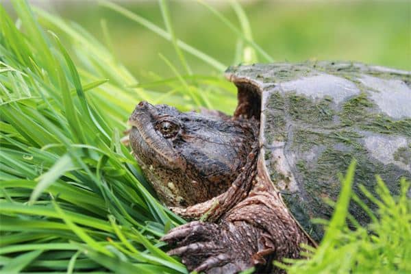 孕妇梦见甲鱼是什么意思