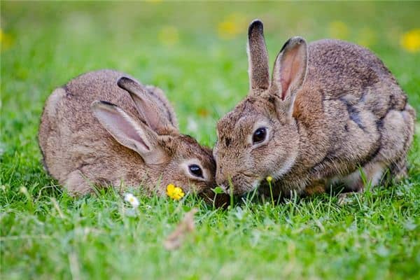 孕妇梦见兔子是什么意思